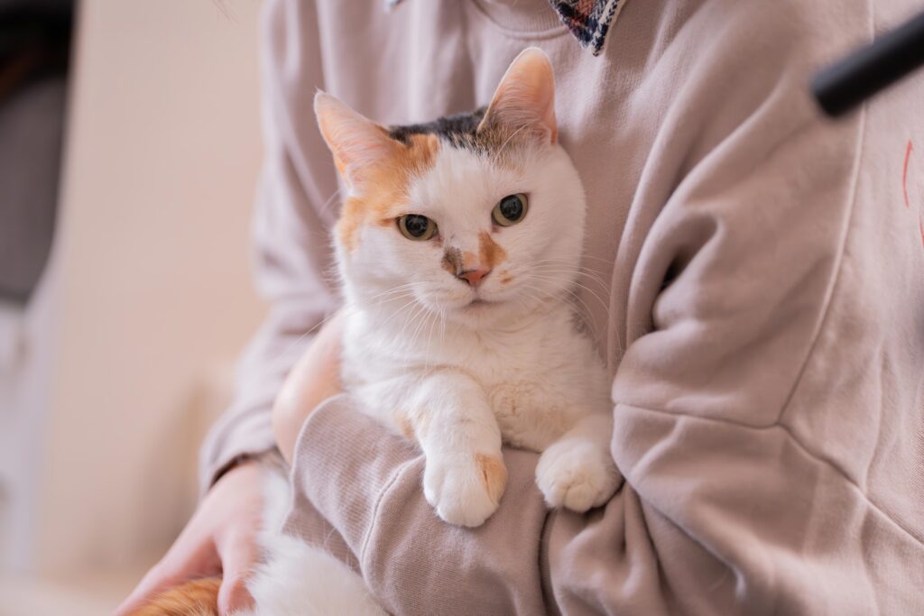 モデルとなったキリリとした横顔が美猫のシアちゃん