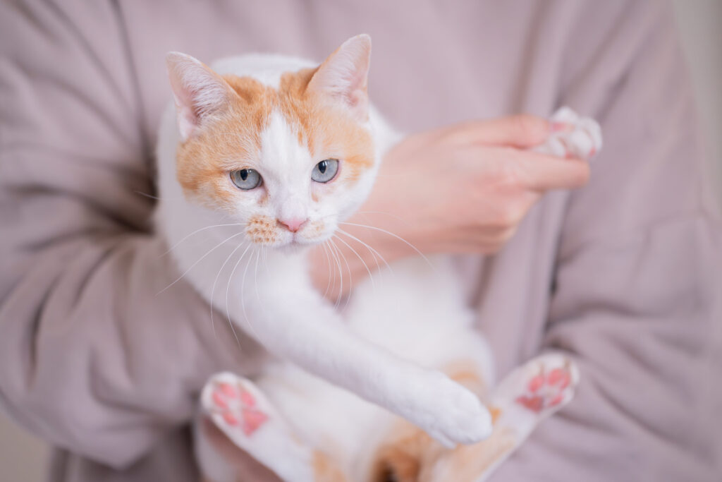 モデルとなった薄墨色の淡い瞳が綺麗なベルちゃん