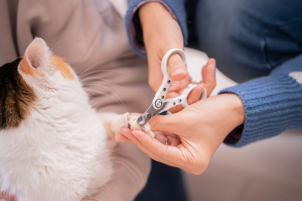 猫壱 ストレスなくスパッと切れる猫用爪切りなら簡単に爪が切れる